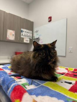Underscores -  Domestic Long Hair Cat for Adoption in Kansas City, Missouri - Underscores | PetCurious