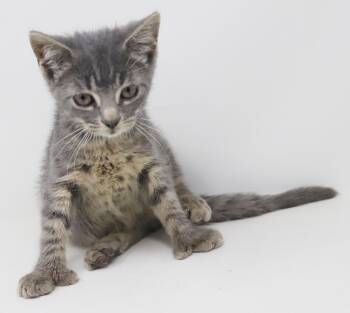 Kramer is super special - EXTRA TOES - CH kitty - PLEASE READ AN -  Extra Toes Cat Hemingway Polydactyl and Tabby Cat for Adoption in Bedford Hills, New York - Kramer Is Super Special - EXTRA TOES - CH Kitty - PLEASE READ AN | PetCurious