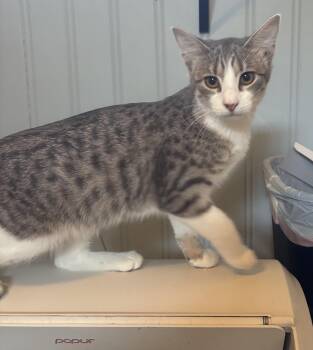 Mandy -  American Shorthair Cat for Adoption in New Blaine, Arkansas - Mandy | PetCurious