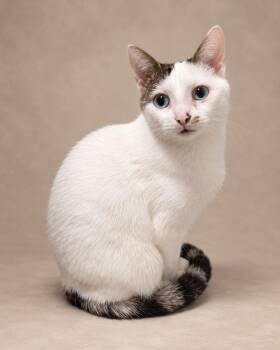 Dofu -  Tabby Cat for Adoption in Miami, Florida - Dofu | PetCurious