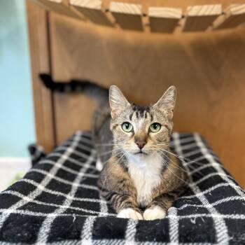 Nessie -  Domestic Short Hair Cat for Adoption in Fargo, North Dakota - Nessie | PetCurious