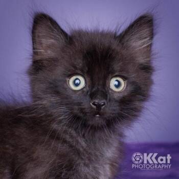 Domestic Medium Hair Cats Available for Adoption in Edmond, Oklahoma - Cinder | PetCurious