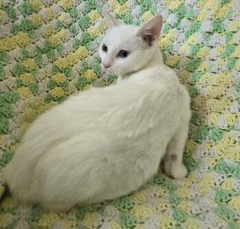 Bianca -  Domestic Short Hair Cat for Adoption in Wheaton, Illinois - Bianca | PetCurious