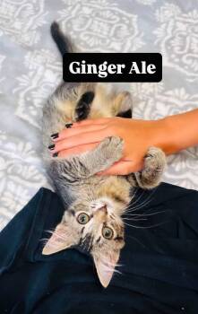 Ginger Ale -  Domestic Short Hair Cat for Adoption in Clarksville, Tennessee - Ginger Ale | PetCurious