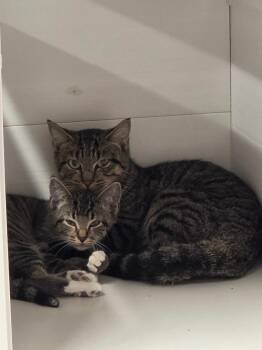 Carrot -  Domestic Short Hair Cat for Adoption in Athens, Tennessee - Carrot | PetCurious