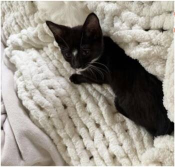 Brownie Batter -  Domestic Short Hair Cat for Adoption in Eugene, Oregon - Brownie Batter | PetCurious