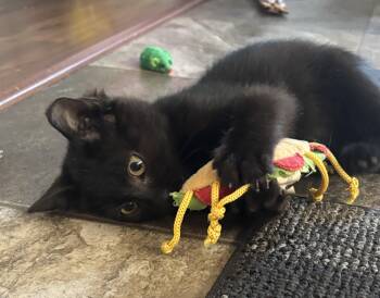 Dunebug (bonded to Lovebug) -  Domestic Short Hair Cat for Adoption in Sidney, British Columbia - Dunebug (bonded To Lovebug) | PetCurious
