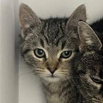 Domestic Short Hair Cats Available for Adoption - Potato | PetCurious