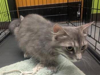 PUFFER -  Domestic Medium Hair Cat for Adoption in Kent, Washington - PUFFER | PetCurious