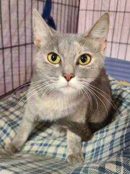 Malory -  Domestic Short Hair Cat for Adoption in Portland, Indiana - Malory | PetCurious