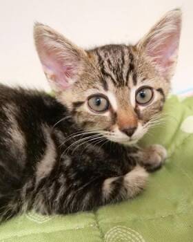 Harry Potter -  Domestic Short Hair Cat for Adoption in Fishers, Indiana - Harry Potter | PetCurious