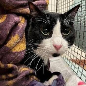 Dubstep -  Domestic Short Hair Cat for Adoption in Austin, Texas - Dubstep | PetCurious