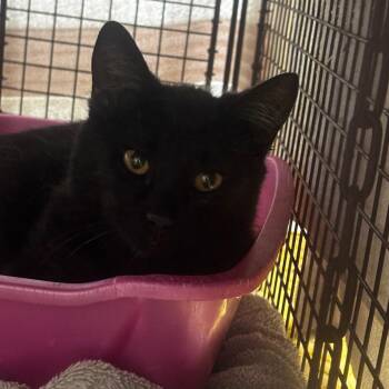 Domestic Short Hair Cats Available for Adoption in Bristol, Indiana - Nightingale: Working Cat, Adoption Fee Waived! | PetCurious