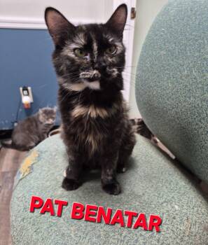 Pat Benatar -  Domestic Short Hair Cat for Adoption in Rome, Georgia - Pat Benatar | PetCurious