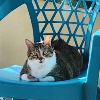 Mama June -  Domestic Short Hair Cat for Adoption in Foley, Alabama - Mama June | PetCurious