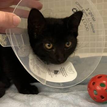 Domestic Short Hair Cats Available for Adoption in San Antonio, Texas - Davis | PetCurious