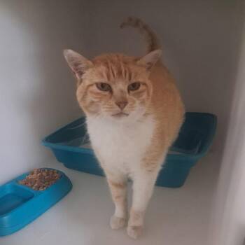 Lucky -  Domestic Short Hair Cat for Adoption in Murray, Utah - Lucky | PetCurious