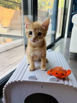 Fiesta -  Domestic Short Hair Cat for Adoption in Orlando, Florida - Fiesta | PetCurious