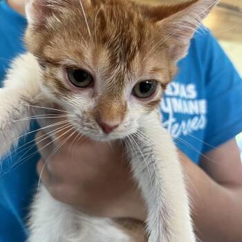 Vax -  Domestic Short Hair Cat for Adoption in Leander, Texas - Vax | PetCurious