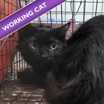 Lucille -  Domestic Short Hair Cat for Adoption in Des Moines, Iowa - Lucille | PetCurious