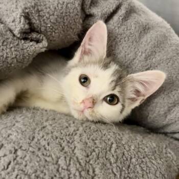 Gojo -  Domestic Short Hair Cat for Adoption in West Palm Beach, Florida - Gojo | PetCurious