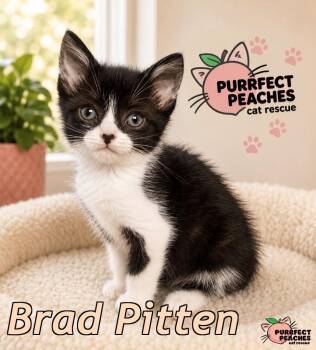Brad Pitten -  Domestic Short Hair Cat for Adoption in Douglasville, Georgia - Brad Pitten | PetCurious
