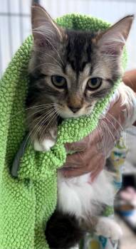 Noah -  Domestic Medium Hair Cat for Adoption in Hamilton, Ontario - Noah | PetCurious