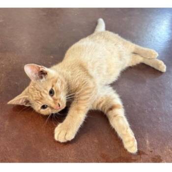 Miles C12355 -  Domestic Short Hair Cat for Adoption - Miles C12355 | PetCurious