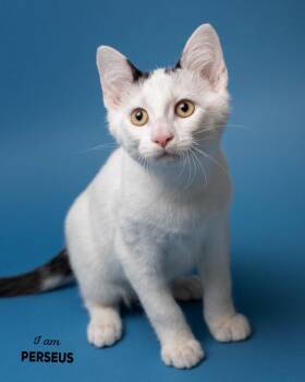 Perseus -  Domestic Short Hair Cat for Adoption in Boone, Iowa - Perseus | PetCurious