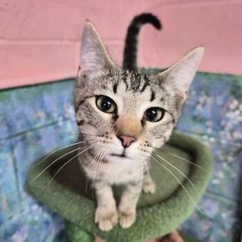Domestic Short Hair Cats Available for Adoption - Wendy | PetCurious