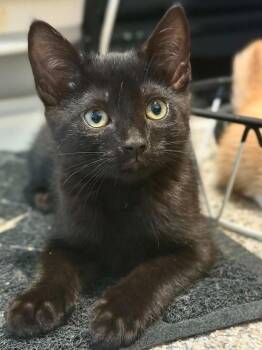 Pepperoni -  Domestic Short Hair Cat for Adoption in West Mifflin, Pennsylvania - Pepperoni | PetCurious