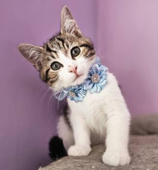 Rescue Domestic Short Hair Cats for Adoption in Wading River, New York - Pumpkin | PetCurious