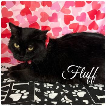 Tabby Cats Available for Adoption - FLUFF | PetCurious