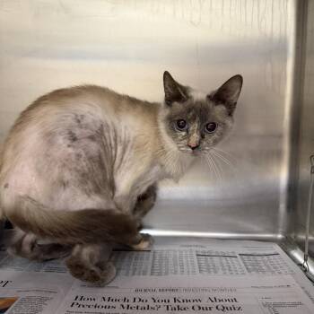 Sophie -  Domestic Short Hair Cat Available for Adoption in Winston-salem, North Carolina - Sophie | PetCurious