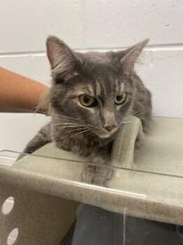 HIJA -  Domestic Short Hair Cat for Adoption in St. Cloud, Florida - HIJA | PetCurious