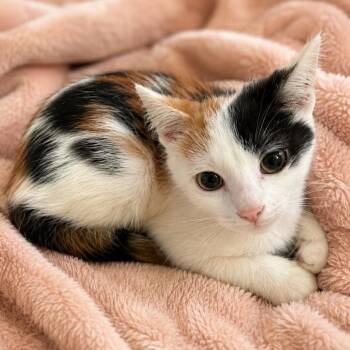 Martha -  Domestic Short Hair Cat for Adoption in NEW PT RICHEY, Florida - Martha | PetCurious