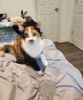 Rea -  Domestic Medium Hair Cat for Adoption in Stover, Missouri - Rea | PetCurious