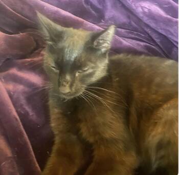 Onyx -  Domestic Short Hair Cat for Adoption in Bridgeport, Connecticut - Onyx | PetCurious