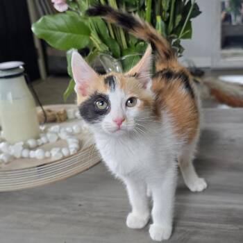 Jellybean -  Domestic Short Hair Cat for Adoption in Maple Valley, Washington - Jellybean | PetCurious