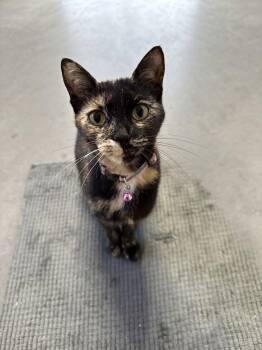 Mulva -  American Shorthair Cat for Adoption in Maitland, Florida - Mulva | PetCurious
