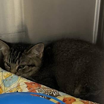Domestic Short Hair Cats Available for Adoption in Hannibal, Missouri - Leonardo | PetCurious