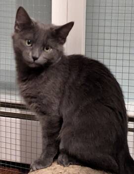 Domestic Short Hair Cats Available for Adoption - Gryffynn | PetCurious