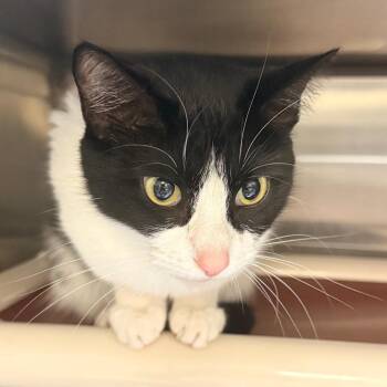 Domestic Short Hair Cats Available for Adoption in Indianapolis, Indiana - Periwinkle | PetCurious