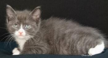 Domestic Short Hair Cats Available for Adoption in Newland, North Carolina - Chrome | PetCurious