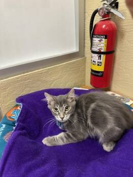 Rescue Maine Coon Cats for Adoption in Parlier, California - Jumba | PetCurious