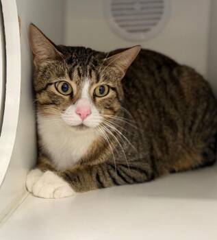 Domestic Short Hair Cats Available for Adoption in Columbia, Illinois - Jason | PetCurious