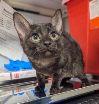 Alice -  Domestic Short Hair Cat for Adoption in Fresno, California - Alice | PetCurious