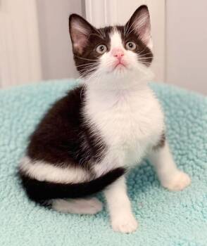 Kendall is our super model licorice baby girl -  Tuxedo Cat for Adoption in Bedford Hills, New York - Kendall Is Our Super Model Licorice Baby Girl | PetCurious