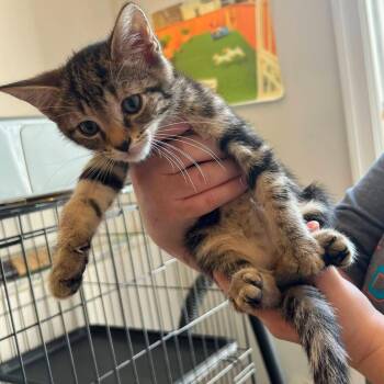 Topaz -  Domestic Short Hair Cat for Adoption in New York, New York - Topaz | PetCurious