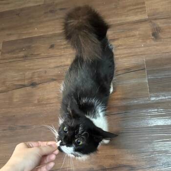 Domestic Medium Hair Cats Available for Adoption - Dipsy Pixie | PetCurious